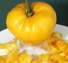Lenny & Gracie's Kentucky Heirloom paradicsom